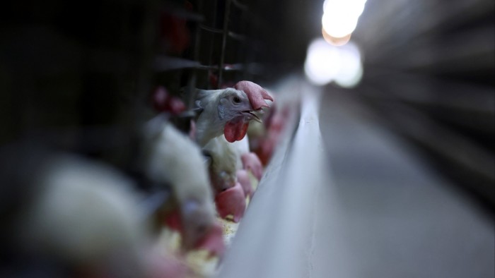 China suspends chicken imports from Brazil due to detection of bird flu