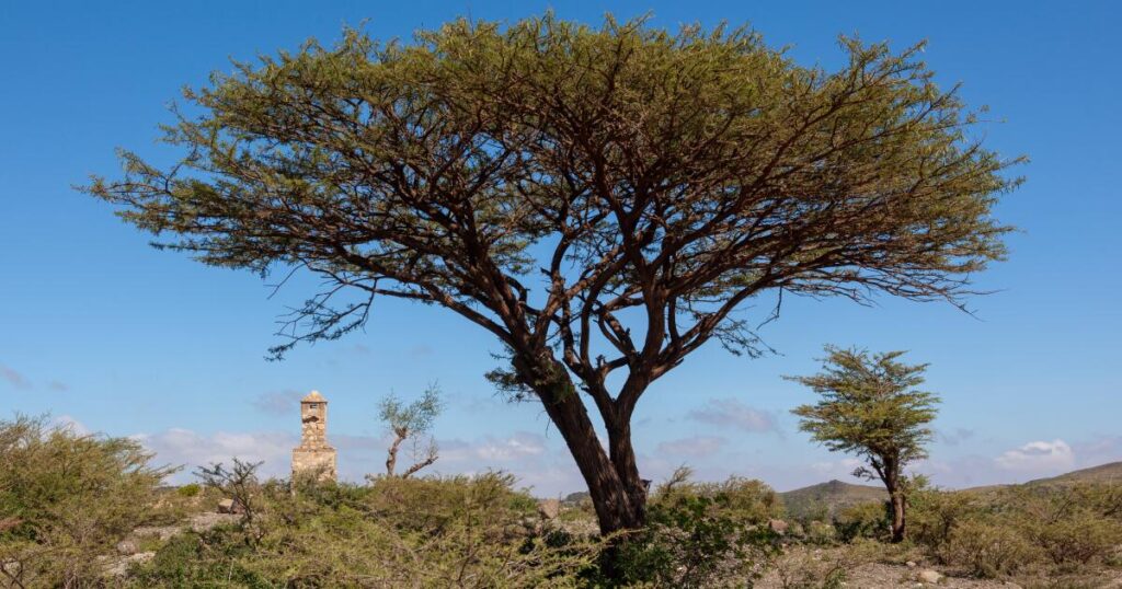 Contributor: Voice of America made the U.S. a superpower. Now Trump has surrendered