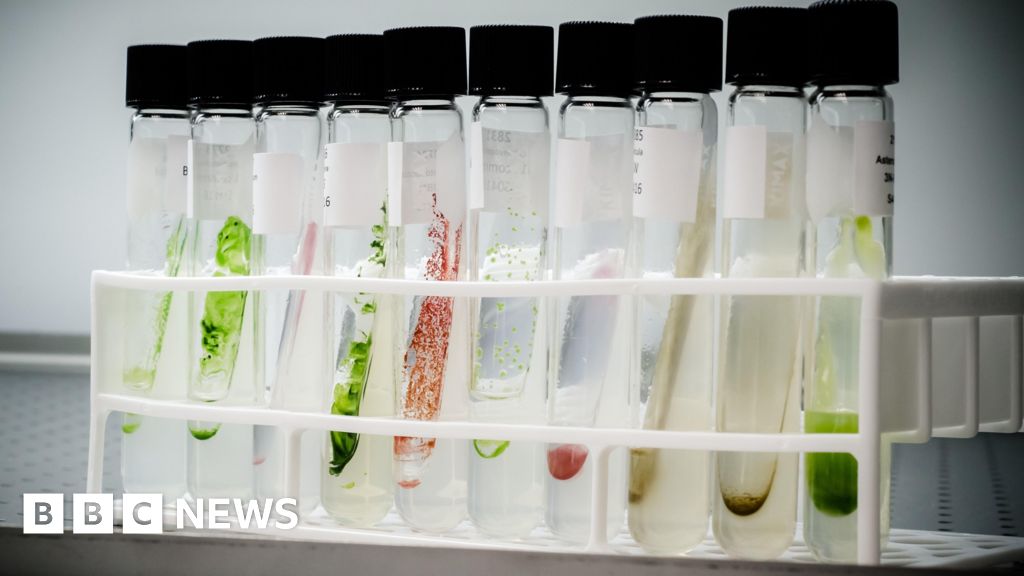 Tech firms look for natural food colours