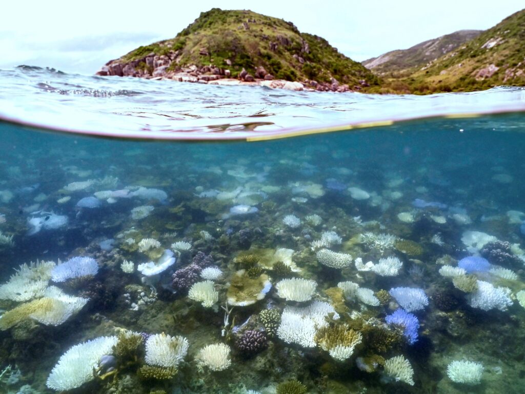Australia’s Great Barrier Reef hit by record bleaching as oceans warm | Climate Crisis News
