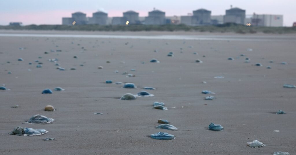 Swarm of jellyfish forces shutdown at French nuclear power plant | Nuclear Energy News