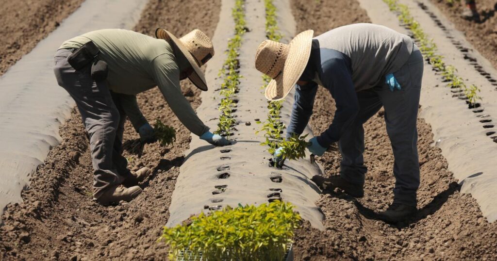 Contributor: The heat-safety law isn’t enough. Farmworkers are still dying every summer