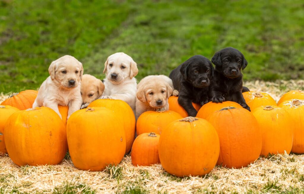 Tips for keeping your dog safe this Halloween