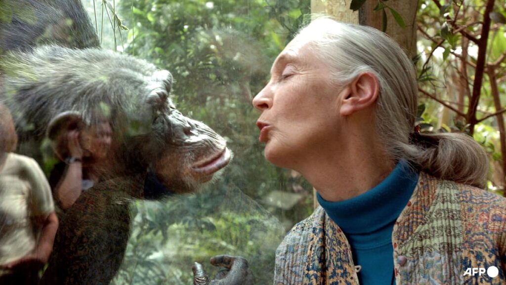 Jane Goodall: Five things about the life and legacy of the world’s chimpanzee expert
