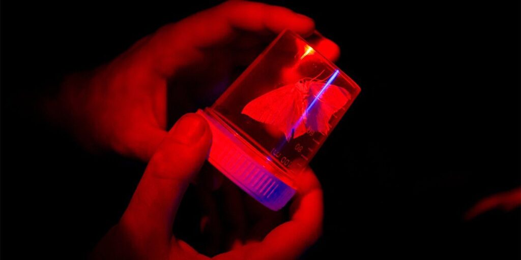 Project Psyche Is Elevating Lepidoptera Genome Sequencing