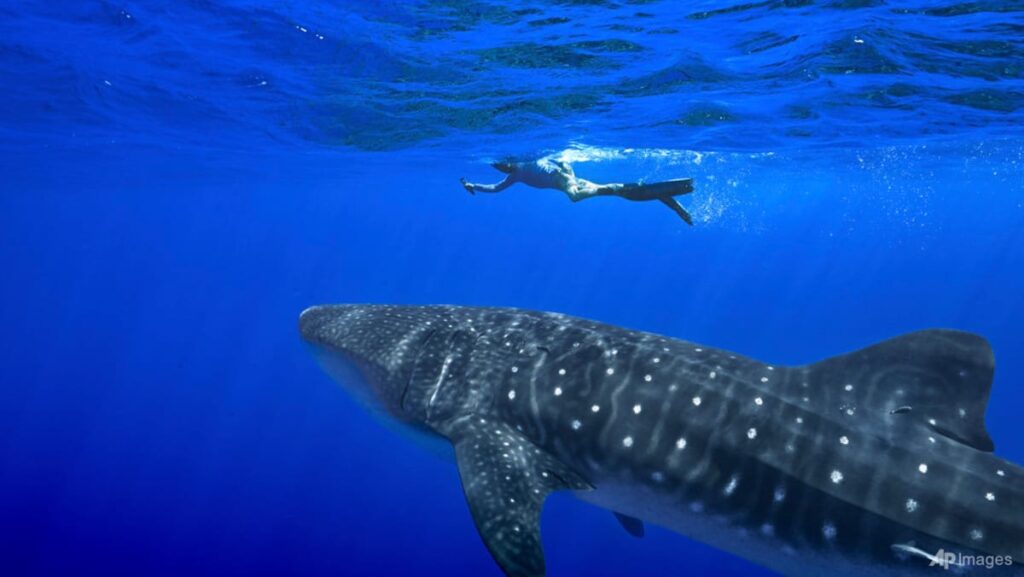 Governments endorse greater protections for sharks amid concerns about overfishing