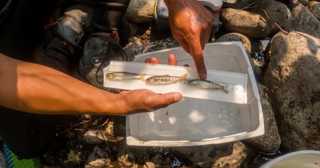 Contributor: Salmon’s comeback pits nature against Trump administration