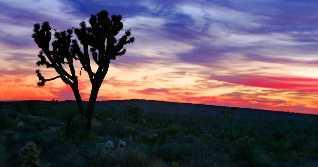 Contributor: Joshua trees survived being loathed. Now they’re beloved and at risk