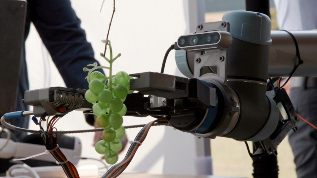 AI-driven grape sensor RipenAI could transform winemaking, researchers insist