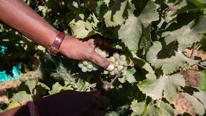 EU trade deal set to change India’s wine industry