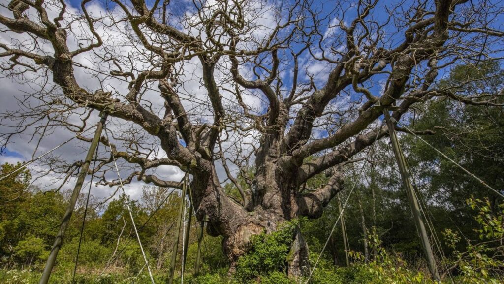 Thousand-year-old ancient oak tree tied to ‘Robin Hood’ legend has died, wildlife charity says