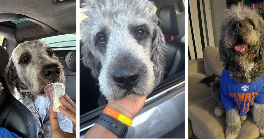 Readers disagree over the LAPD’s killing of a family dog