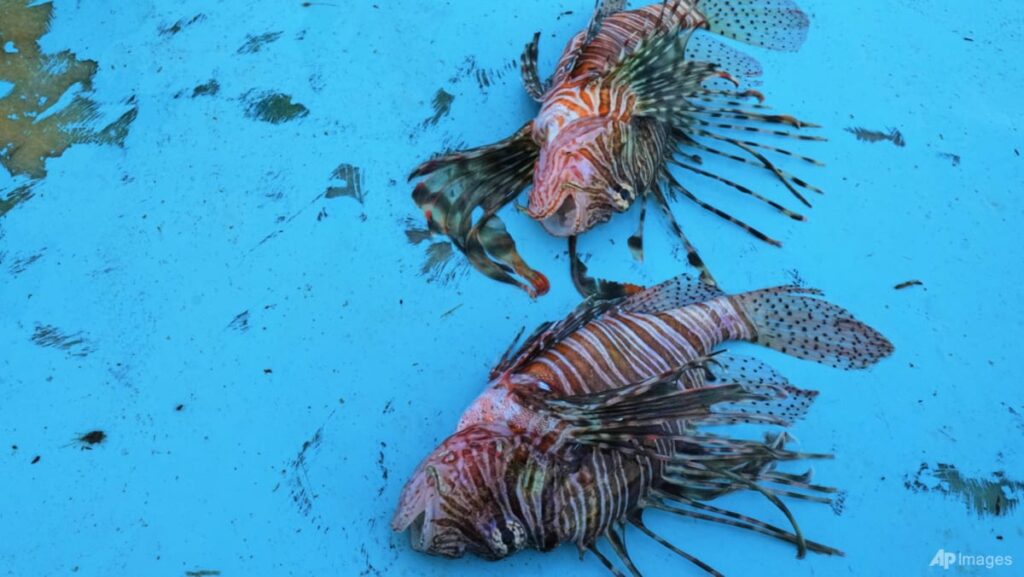The Mediterranean’s warming waters are drawing hundreds of invasive species
