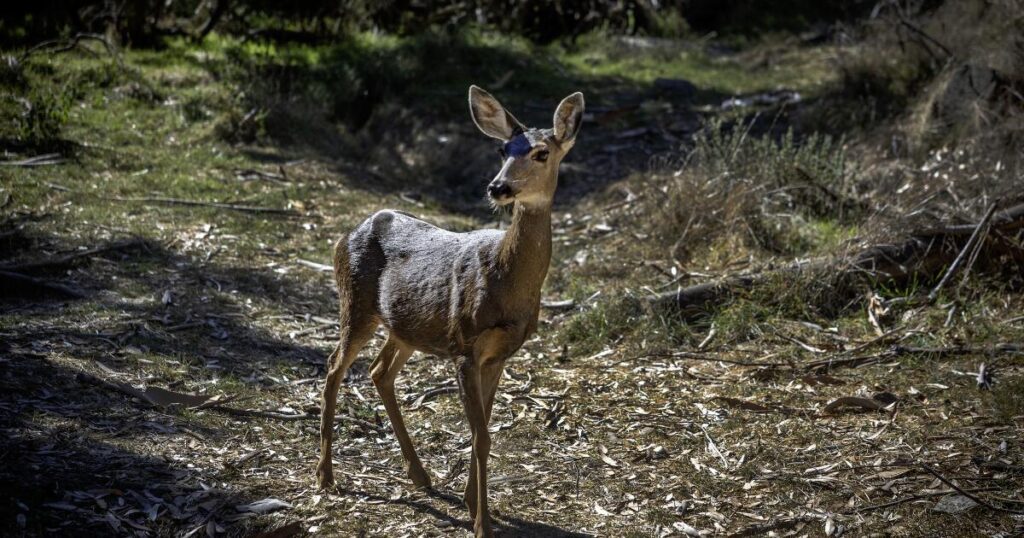 Contributor: America’s wildlife refuges may no longer protect the animals