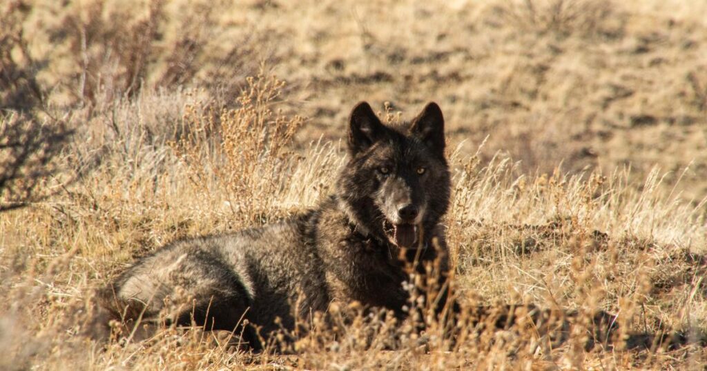Letters to the Editor: Guard dogs don’t need to actually fight wolves to protect livestock