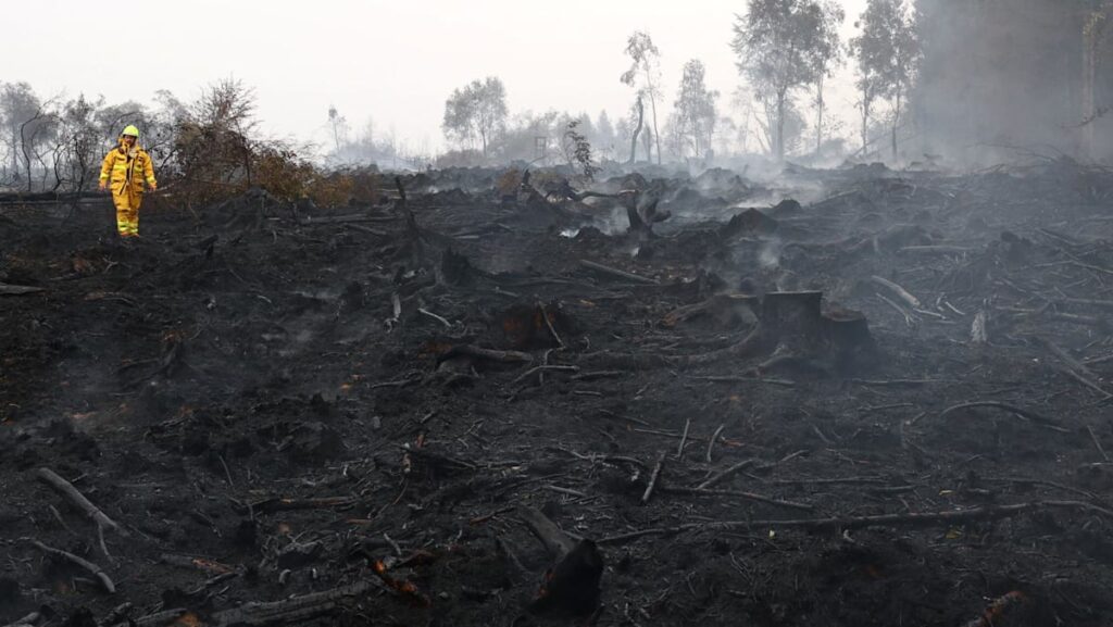 Rainfall aids fight against Belgium’s biggest wildfire, as blazes rip through Europe