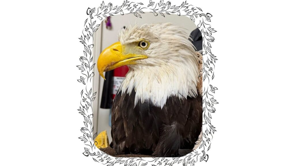 Injured bald eagle presumed to be Jackie has died: Wildlife rescue