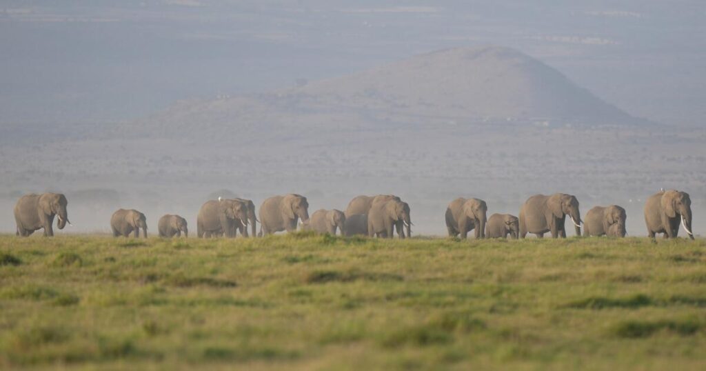Letters to the Editor: The cruel poisoning of magnificent wild elephants is ‘horrendous’
