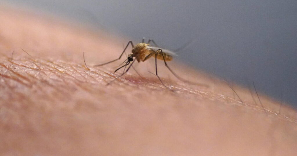 Mosquitoes’ fascinating history doesn’t make them less annoying