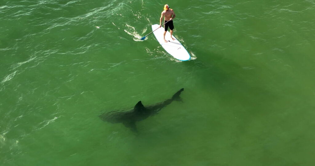 Contributor: Learning to coexist with Southern California’s white sharks