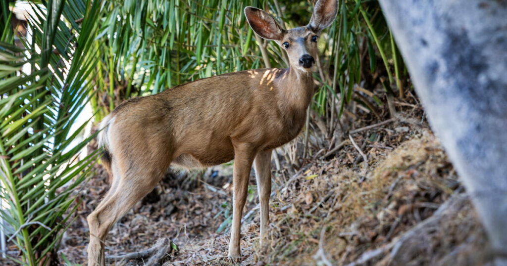 Letters to the Editor: Good ideas are being ignored in Catalina Island’s deer debacle