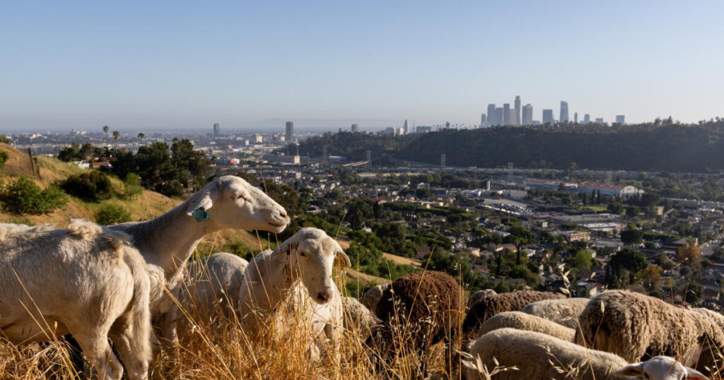 Contributor: Let livestock clear hard-to-reach shrubs and grasses before the next wildfire