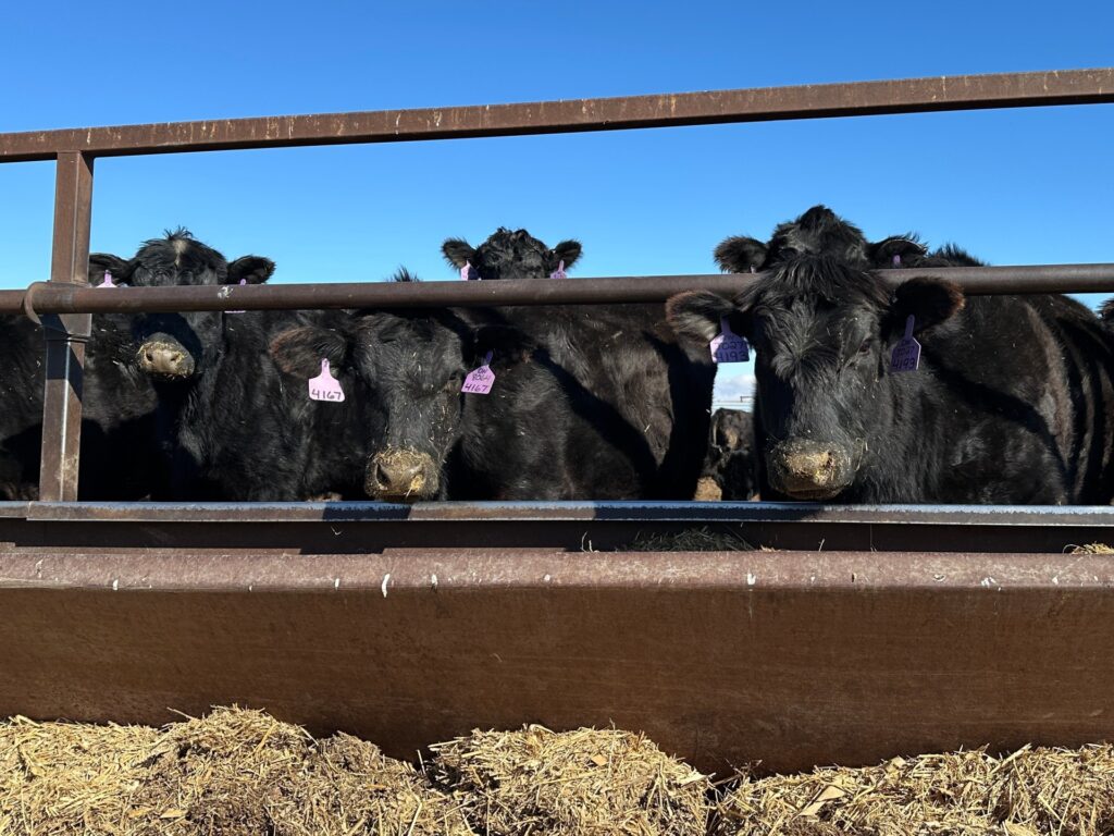 Trump’s tariff pause angers some US ranchers, boosts Brazil beef imports | US Midterm Elections 2026 News
