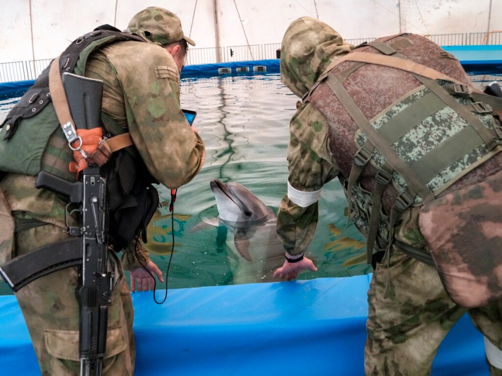 Dead dolphins, naval mines: Russia-Ukraine war destroys the Black Sea | Russia-Ukraine war News