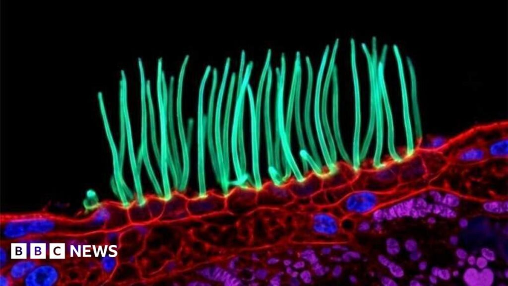 Prize-winning image which sparked backlash was AI-generated, Nikon rules