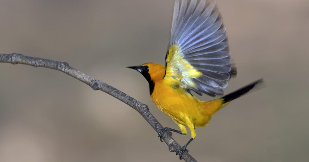 Contributor: Our animal nature fuels xenophobia, but nature also supplies the cure