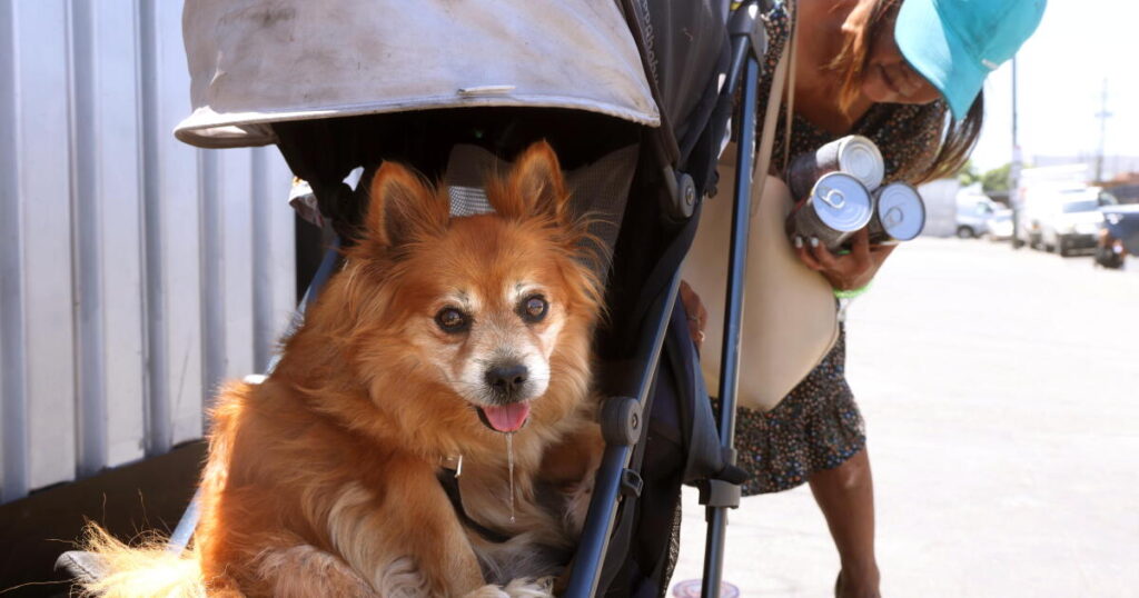 Contributor: The spay-neuter mandate does needless harm to Angelenos